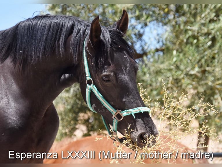 PRE Castrone 5 Anni 163 cm Baio scuro in Provinz Granada