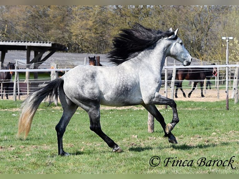 PRE Castrone 5 Anni 163 cm Grigio in Wiebelsheim