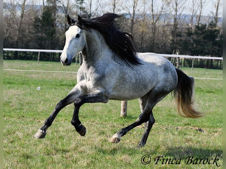 PRE Castrone 5 Anni 163 cm Grigio in Wiebelsheim