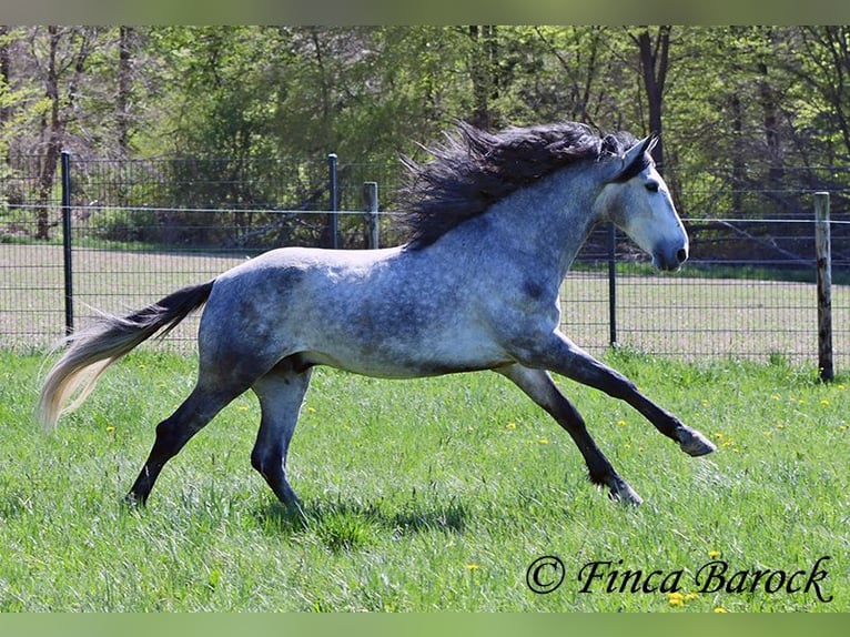 PRE Castrone 5 Anni 163 cm Grigio in Wiebelsheim