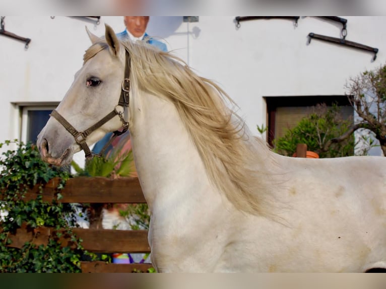 PRE Castrone 5 Anni 163 cm Grigio in Polenz