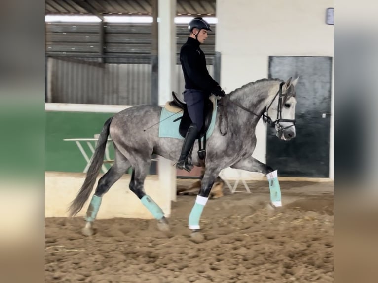 PRE Mix Castrone 5 Anni 163 cm Grigio pezzato in Cordoba