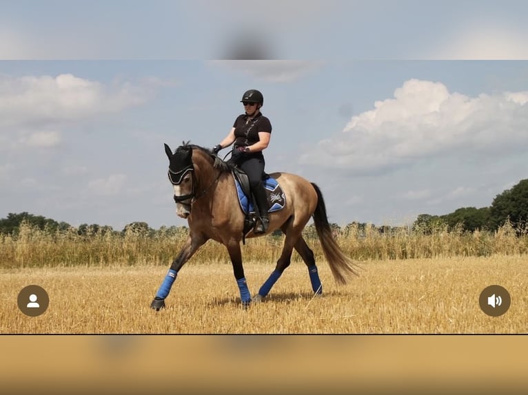 PRE Castrone 5 Anni 163 cm Grigio rossastro in Uetze