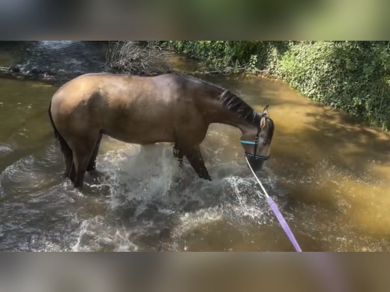 PRE Castrone 5 Anni 163 cm Grigio rossastro in Uetze