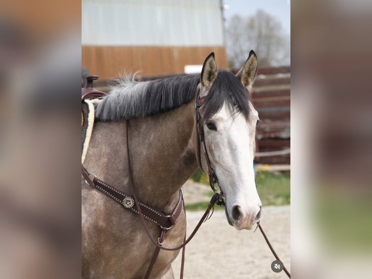 PRE Castrone 5 Anni 163 cm Grigio rossastro in Uetze