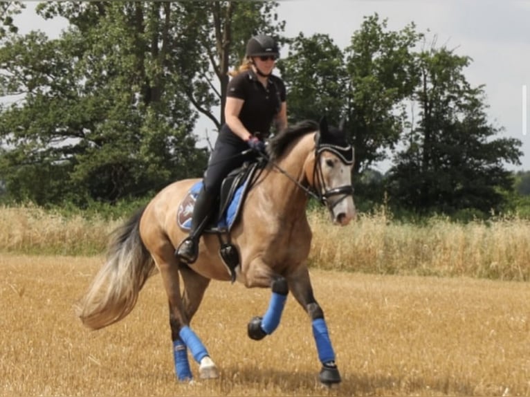 PRE Castrone 5 Anni 163 cm Grigio rossastro in Uetze