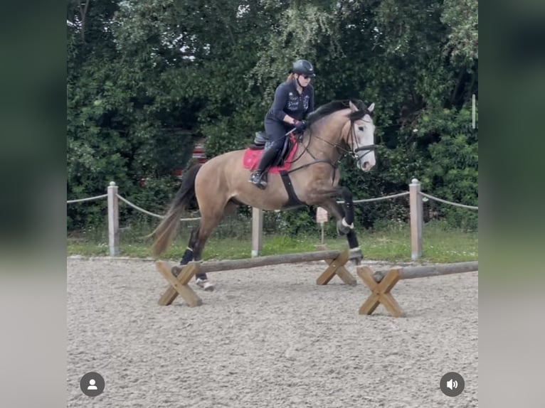 PRE Castrone 5 Anni 163 cm Grigio rossastro in Uetze