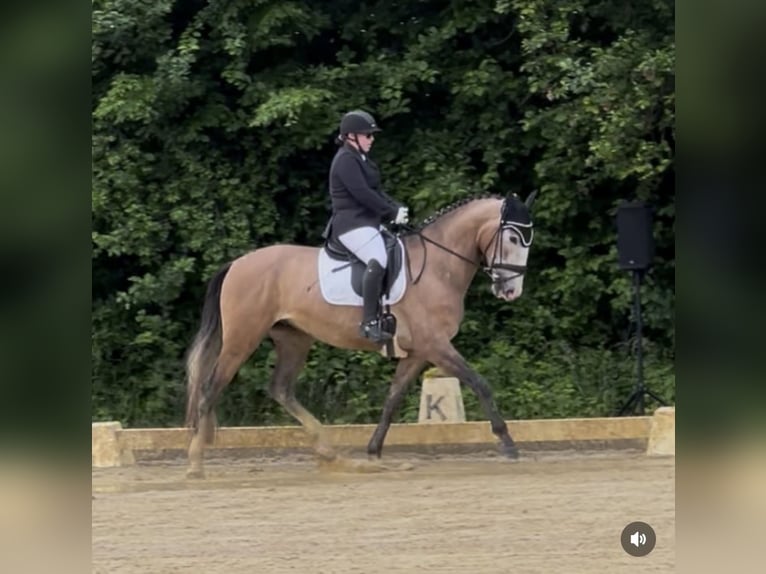 PRE Castrone 5 Anni 163 cm Grigio rossastro in Uetze