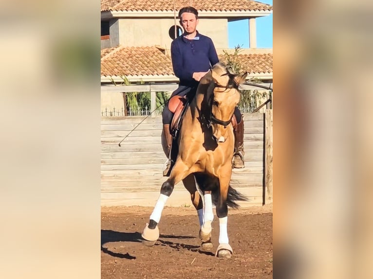 PRE Castrone 5 Anni 163 cm Pelle di daino in Sevilla