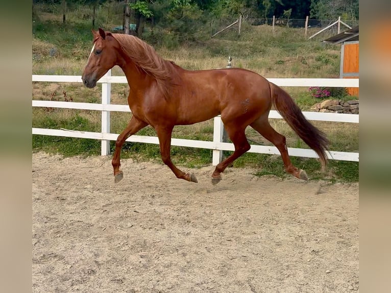 PRE Mix Castrone 5 Anni 163 cm Sauro in Herzberg am Harz