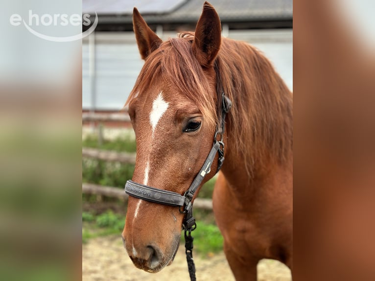 PRE Castrone 5 Anni 163 cm Sauro in Geldern