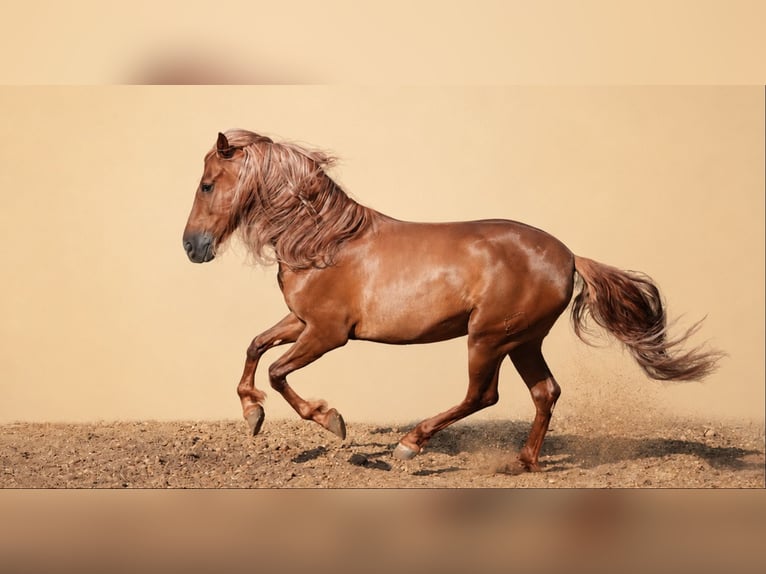 PRE Castrone 5 Anni 163 cm Sauro scuro in Valencia