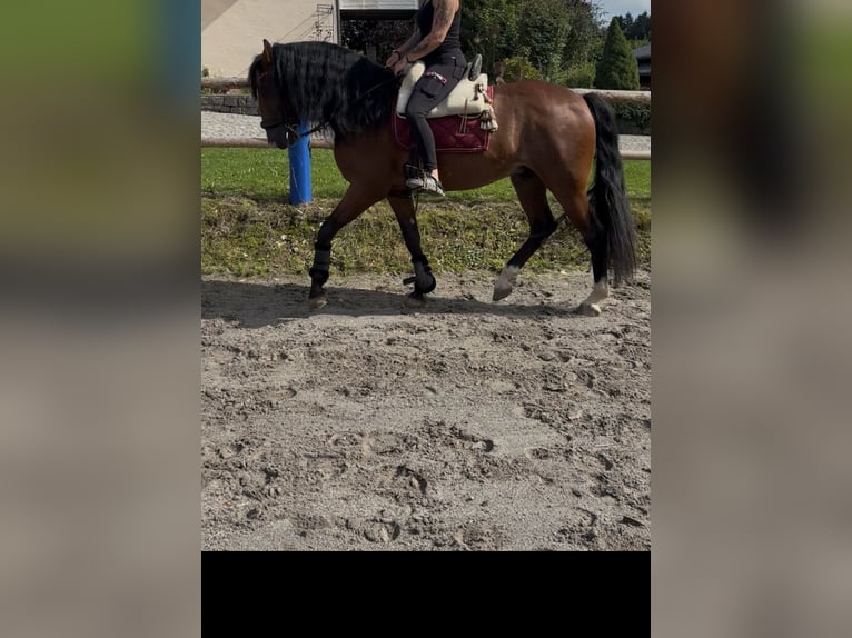 PRE Castrone 5 Anni 164 cm Baio in Kirchberg im Wald