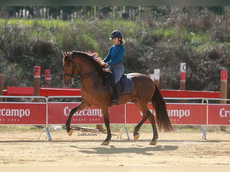 PRE Castrone 5 Anni 164 cm Baio in Casa Nueva