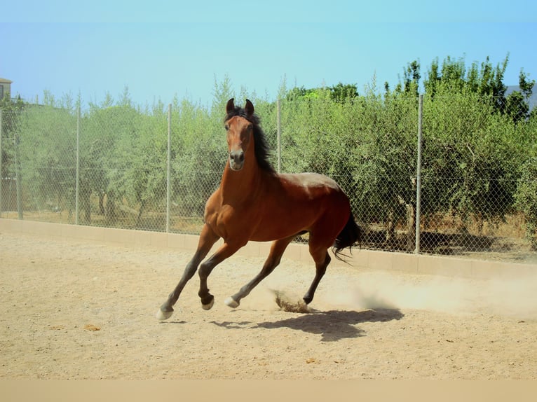 PRE Castrone 5 Anni 164 cm Baio in Casa Nueva