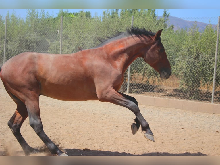 PRE Castrone 5 Anni 164 cm Baio in Casa Nueva