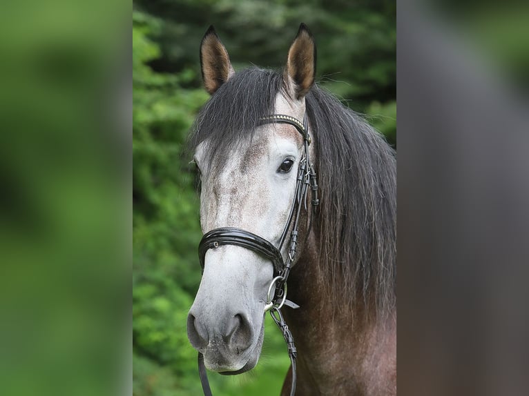 PRE Mix Castrone 5 Anni 164 cm Grigio in Soltau