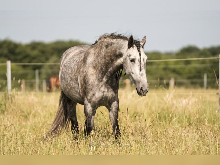 PRE Mix Castrone 5 Anni 164 cm Grigio pezzato in Simmern