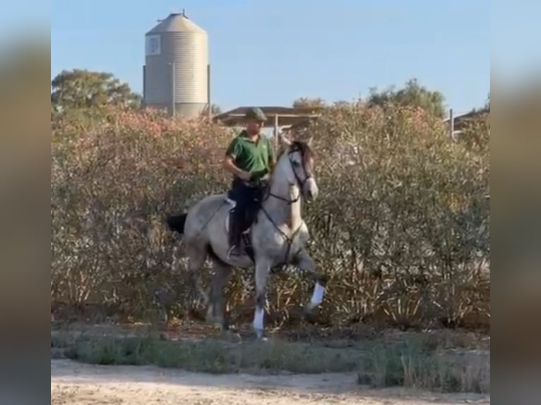 PRE Castrone 5 Anni 164 cm Morello in Sutullena