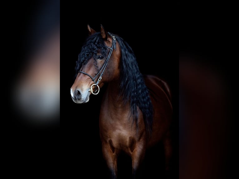 PRE Castrone 5 Anni 165 cm Baio in Fischamend