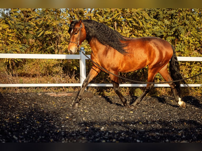 PRE Castrone 5 Anni 165 cm Baio in Fischamend