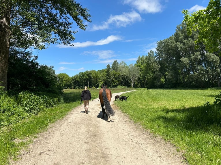 PRE Castrone 5 Anni 165 cm Baio in Fischamend