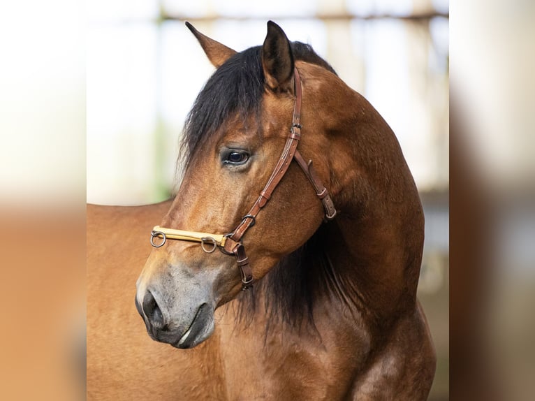 PRE Castrone 5 Anni 165 cm Baio chiaro in Langeln