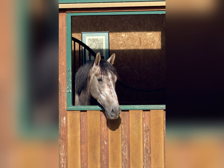 PRE Mix Castrone 5 Anni 165 cm Falbo baio in Irenental