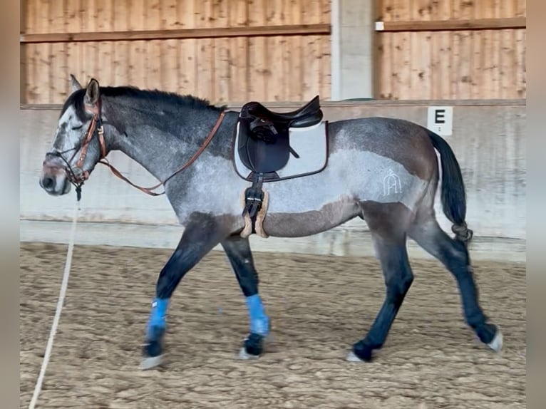 PRE Mix Castrone 5 Anni 165 cm Falbo baio in Irenental