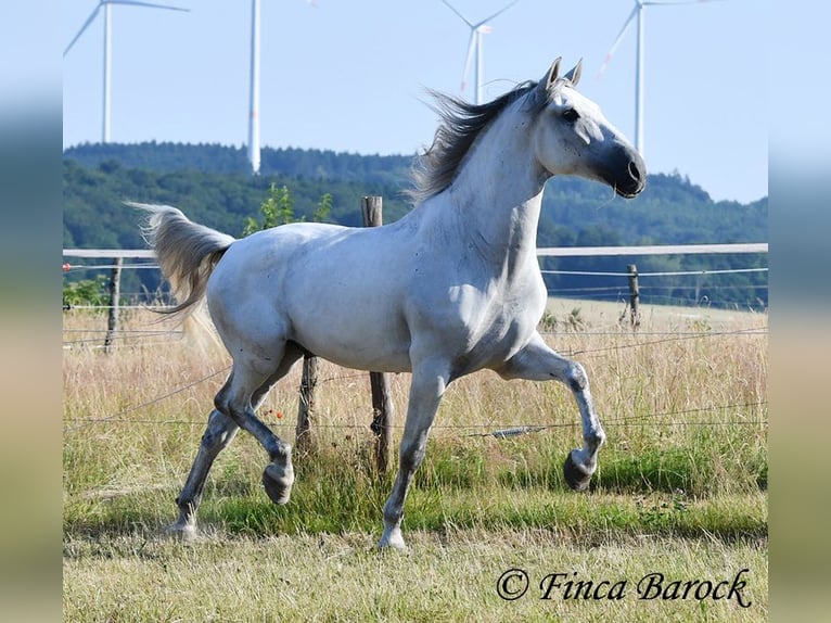 PRE Mix Castrone 5 Anni 165 cm Grigio in Wiebelsheim