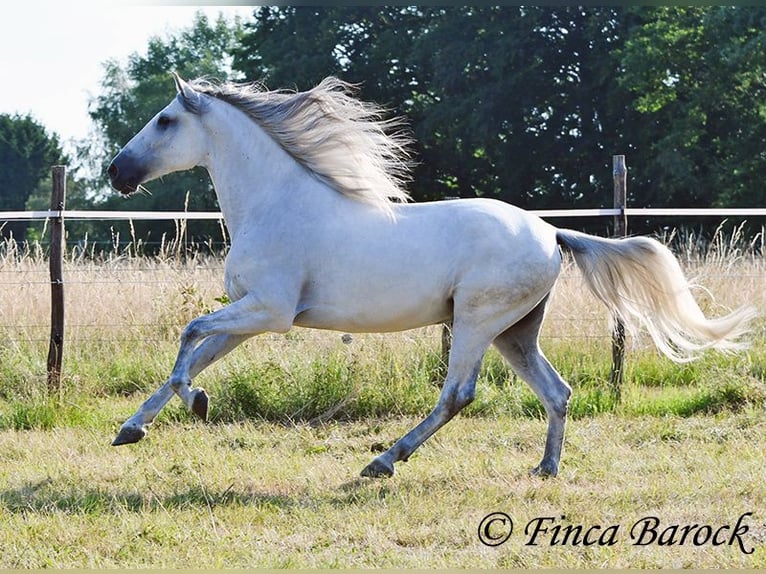 PRE Mix Castrone 5 Anni 165 cm Grigio in Wiebelsheim