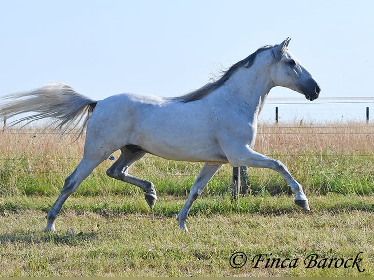 PRE Mix Castrone 5 Anni 165 cm Grigio in Wiebelsheim