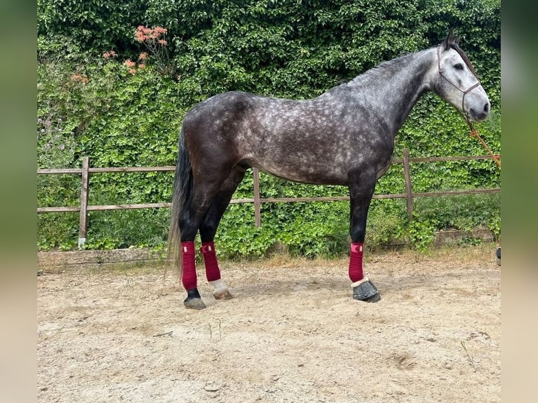 PRE Mix Castrone 5 Anni 165 cm Grigio in Terrassa