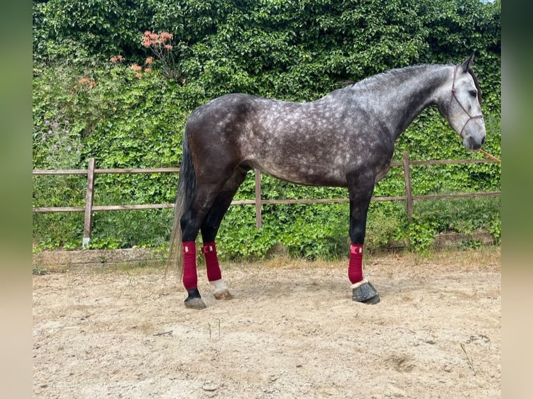 PRE Mix Castrone 5 Anni 165 cm Grigio in Terrassa