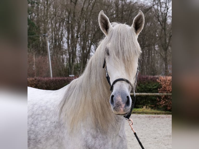 PRE Castrone 5 Anni 165 cm Grigio in Neustadt (Wied)