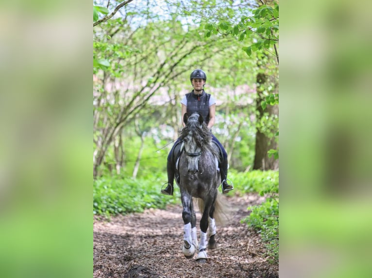 PRE Mix Castrone 5 Anni 165 cm Grigio pezzato in Niederkassel