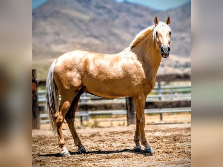 PRE Mix Castrone 5 Anni 165 cm Palomino in Sevilla
