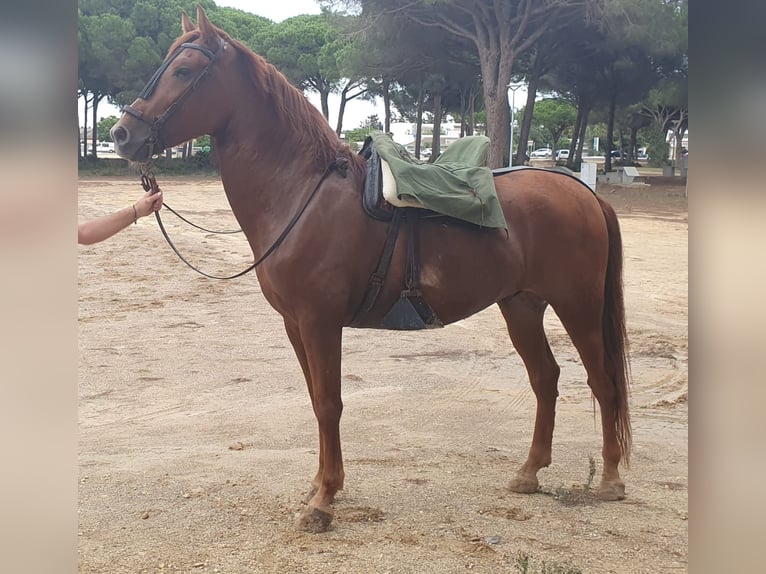 PRE Castrone 5 Anni 165 cm Sauro in Chiclana de la Frontera