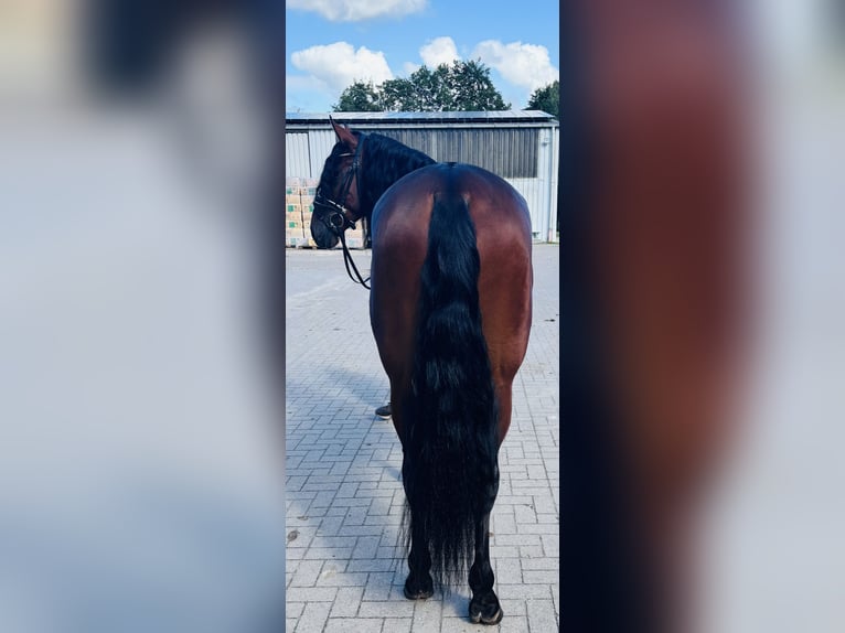 PRE Castrone 5 Anni 166 cm Baio in Sottrum