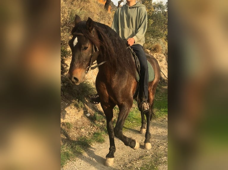 PRE Mix Castrone 5 Anni 166 cm Baio scuro in Lobras