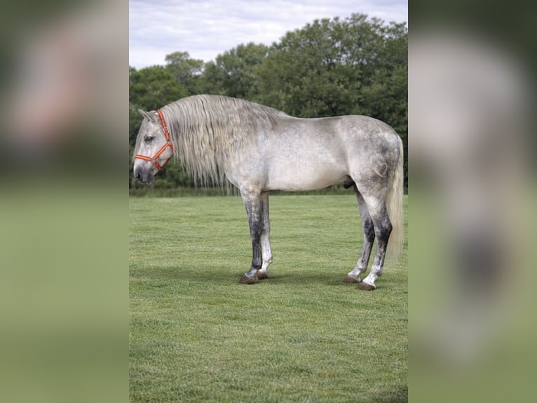 PRE Castrone 5 Anni 166 cm Grigio in Getafe