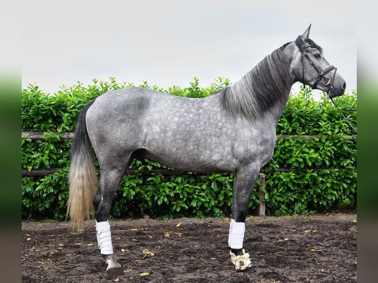 PRE Castrone 5 Anni 166 cm Grigio in Helbra