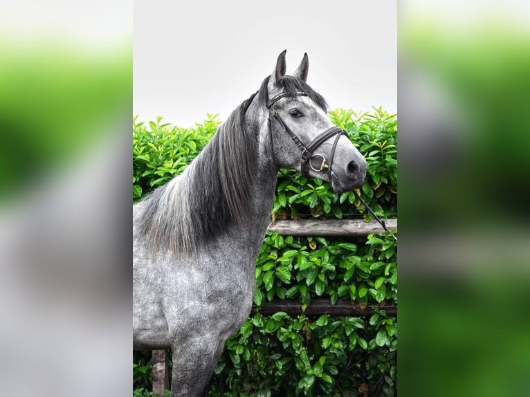 PRE Castrone 5 Anni 166 cm Grigio in Helbra