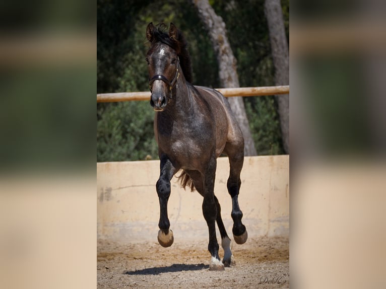 PRE Castrone 5 Anni 166 cm Grigio in Manacor
