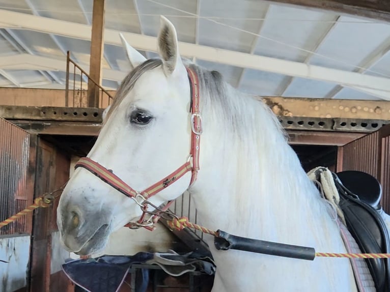 PRE Mix Castrone 5 Anni 166 cm Grigio in Coín, Málaga