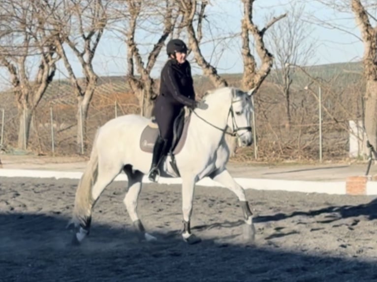 PRE Mix Castrone 5 Anni 166 cm Grigio in Coín, Málaga