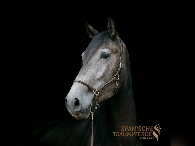 PRE Mix Castrone 5 Anni 166 cm Grigio ferro in Traventhal