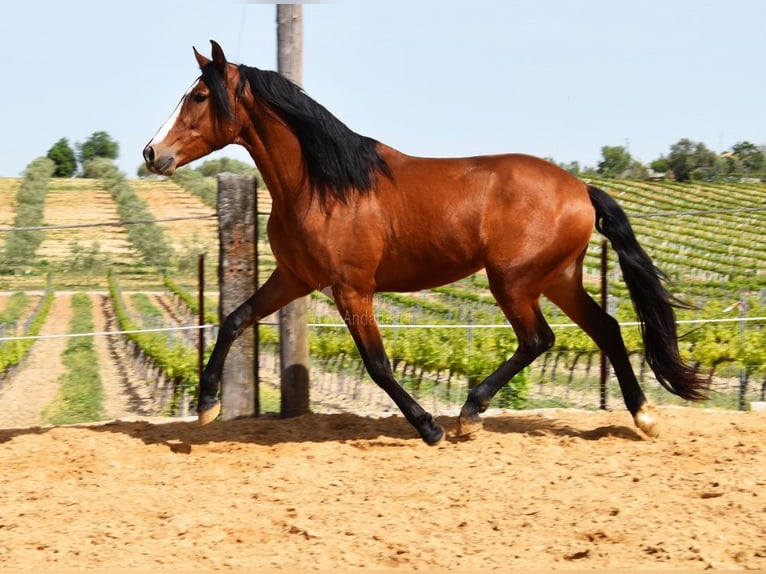 PRE Castrone 5 Anni 167 cm Baio in Provinz Cordoba