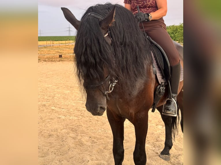 PRE Mix Castrone 5 Anni 167 cm Baio scuro in Sonderhofen