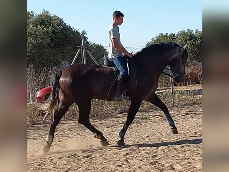 PRE Castrone 5 Anni 168 cm in Chiclana de la Frontera